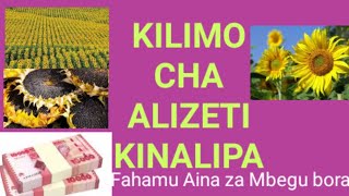 FAHAMU KUHUSU KILIMO CHA ALIZETI [upl. by Powell]