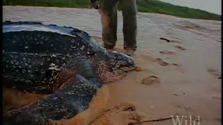 National Geographic Wild Chronicles  Leatherbacks [upl. by Eenram540]