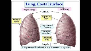 Anatomy of the respiratory system Lungs and pleura [upl. by Eitsyrk]