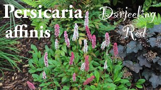 Persicaria affinis Darjeeling Red ground cover flowering red pink white plant [upl. by Ayinat]