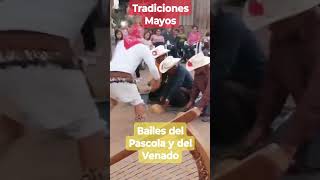 Tradiciones Mayos del Pascola y del Venado [upl. by Aloivaf726]