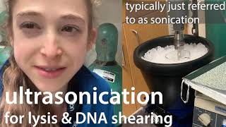 Ultrasonication often just called quotsonicationquot in cell lysis [upl. by Nrubyar]