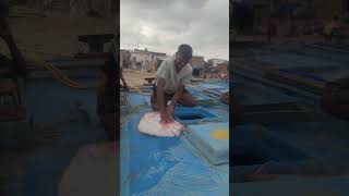 Stingray Fish 🐟 💀 fishermanlifestyle fishing boat fishermanlife fishermanlife [upl. by Nylaret]