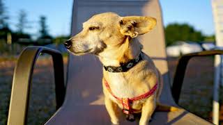 How To Take Care of Chiweenie Are Chiweenies good dogs How much are Chiweenie dogs worth [upl. by Assyram429]