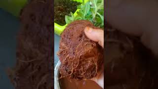 home garden decoration idea terraceflowers trending viralvideo terracegardenplants gardennatur [upl. by Puiia541]