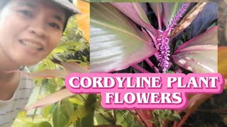 CORDYLINE PLANT FLOWERS plants flowers garden plantita cordyline [upl. by Nynnahs]