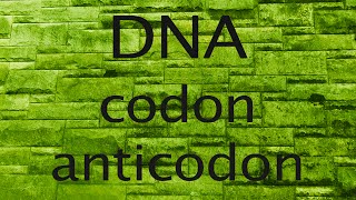 DNA codon or anticodon [upl. by Alludba30]