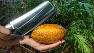 Whats inside a Cocao Pod [upl. by Reve]