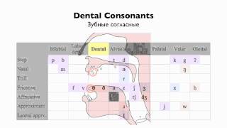 English Consonants  Place of Articulation [upl. by Ecirtel]