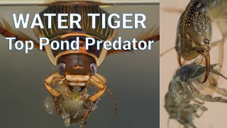 The Great Diving Beetle  Water Tiger  Pond Life Fact file [upl. by Enetsuj]