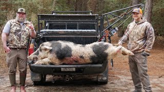 Big BAD 7 450 lb Hog Wilcox Hunts at Boars All Day [upl. by Dora]