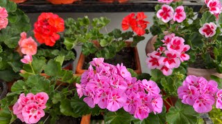 Geranium Flowers with different colors [upl. by Ruthi]