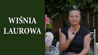 Laurowiśnia czy można uprawiać ją w Polsce  Uprawa i pielęgnacja Laurowiśni  MrsGarden [upl. by Tserrof]