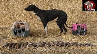 Trained Mink and Dog Catch 25 rats [upl. by Adnwahsor]