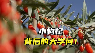 小枸杞背后的大学问！ [upl. by Otrepur]