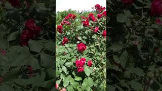 Kashmir  badam wari  Srinagar ytshorts yt travelphotography iphonevideograpy kashmir [upl. by Gates]