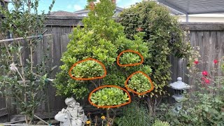 Pieris Japonica Cloud Pruning 2021 Part 1 September 22 [upl. by Tully548]