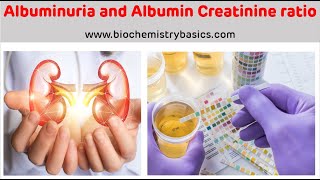 Albuminuria  Albumin Creatinine Ratio  Albumin In Urine [upl. by Eissalc]