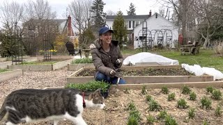 Interplanting Cut Flowers and Cool Flowers Experiment Fall vs Spring Planted Dianthus 😀 [upl. by Kimberlyn]