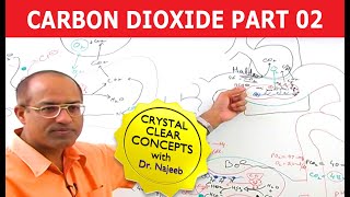 Carbon Dioxide Transport  Respiration amp Gas Exchange  Part 26 [upl. by Oinimreh809]