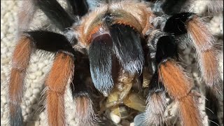 Mexican blood leg tarantula Aphonopelma bicoloratum feeding house cricket [upl. by Mcarthur842]