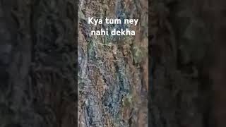 Sabar karney waley kya tum ney nahi dekha [upl. by Xonk180]