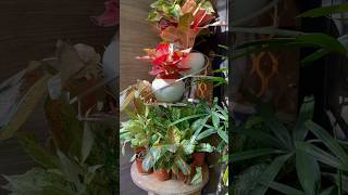 Prepare your Aglaonema for winters gardeningaesthetics aglonemawintercare [upl. by Hackathorn343]