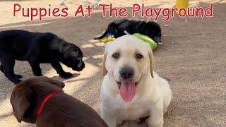 Puppies At The Playground [upl. by Maren]