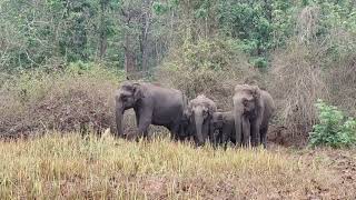 Thrilling experience Kabini wildlife Safari elephantherd 🐘🐘🐘🐘🖤🖤 [upl. by Koehler]