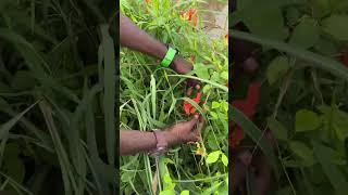 தமிழ்நாட்டு செங்காந்தழ் மலர் 🌱 Gloriosa superba🌱பாக்காதவங்க பாத்துக்கோங்க 🌱 kanyakumari nature [upl. by Adan]