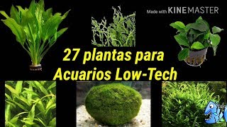 27 plantas para Acuarios low tech o acuarios de bajos requerimientos de agua dulce [upl. by Ahsimet941]