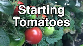 Starting Tomato Seedlings  Getting a head start on your Heirloom Open Pollinated Seedlings [upl. by Nagek918]