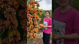 This Papaya Tree is so Amazing 😱🤔💯shorts youtubeshorts ytshorts shortsvideo [upl. by Killoran130]