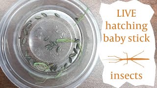 Hatching Baby Stick Insects Live [upl. by Bocoj276]