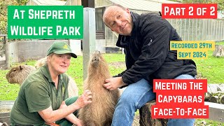 Meeting Capybaras for the first time  Shepreth Wildlife Park  Part Two of Two Videos [upl. by Retxab911]