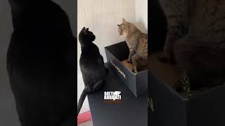 Gatti Arrajati 27  Black Cat Friday [upl. by Neetsuj]