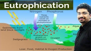 Eutrophication  Causes Effects for UPSC IAS preparation Environment and ecology [upl. by Lilian]