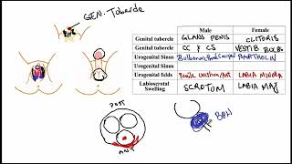 Video 248 Development of External Genitalia Male amp Female Differentiation from Embryonic Structures [upl. by Patrice]