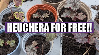 How to divide and take cuttings of HEUCHERA for FREE plants 🪴 [upl. by Erme166]