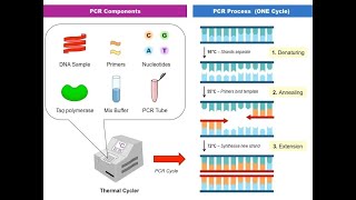 Polymerase Chain Reaction PCR Synthesis [upl. by Ma]