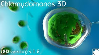 Chlamydomonas 3D  From Biological Cells to Biofuels 2D version 12 [upl. by Sorac]