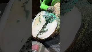 cows hoof turns BLUE hoof cow animals hoofpicking satisfying weird [upl. by Canada]