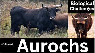 Aurochs [upl. by Colombi]