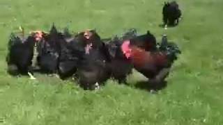 La poule aux oeufs dOr YouTube [upl. by Vallery]