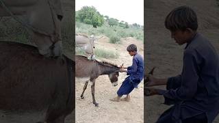 A person will help a donkey animals youtubeshorts shortfeed [upl. by Race510]