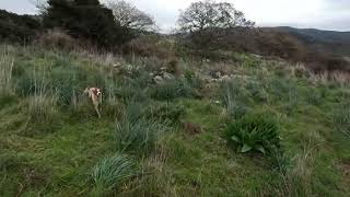 caccia al cinghiale in Sardegna con cani da ferma [upl. by Naujat]