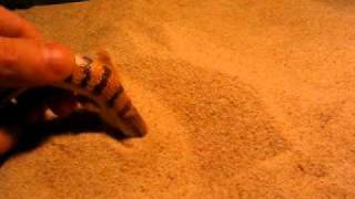 Scinco Scincus scincus Swimming in Sand Video s1 [upl. by Eceinaj289]