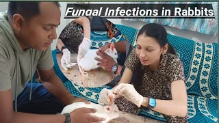 Fungal Infections in Rabbits mylifesvlogsdrpriyanka trending Viral MrBeast [upl. by Yanahs]