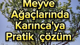 MEYVE AĞAÇLARINDA KARINCAYA PRATİK ÇÖZÜM 1 [upl. by Dorolice688]