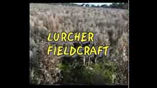 lurcher training field craft from 12 months on part 1 [upl. by Omar]